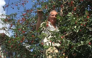 Eine Person arbeitet in einem Strauch mit roten Beeren